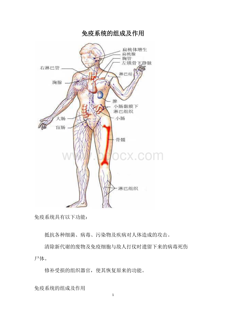 免疫系统的组成及作用_精品文档.docx