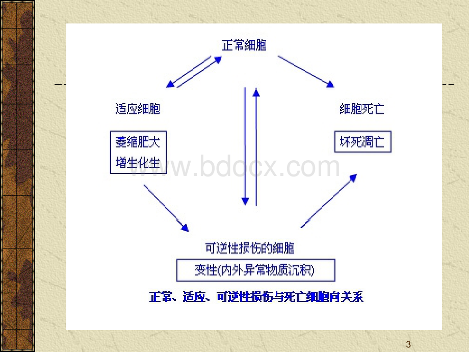 第二章细胞和组织的损伤与修复.ppt_第3页