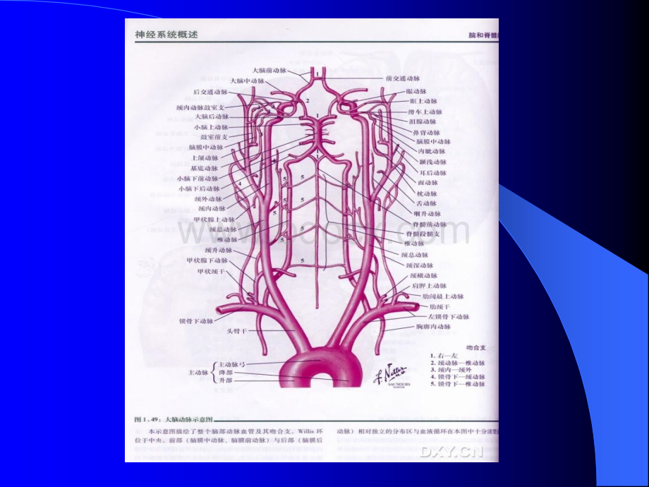 脑血管解剖与影像学_精品文档.ppt_第3页