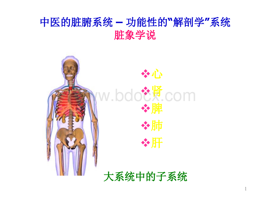 五脏六腑常识.ppt