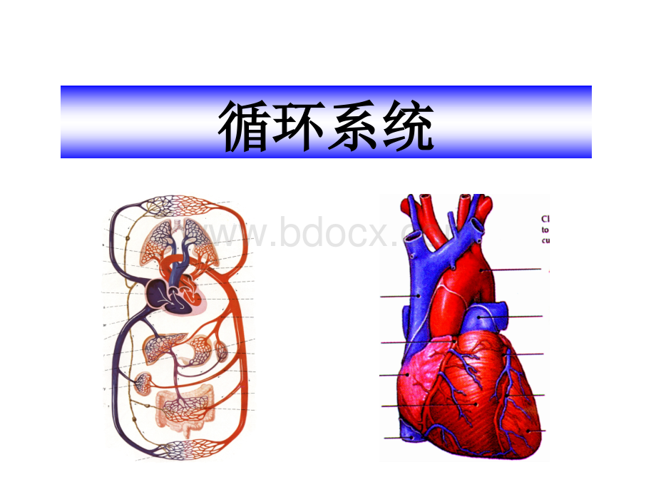 7循环系统正常表现基本病变及常见病.ppt