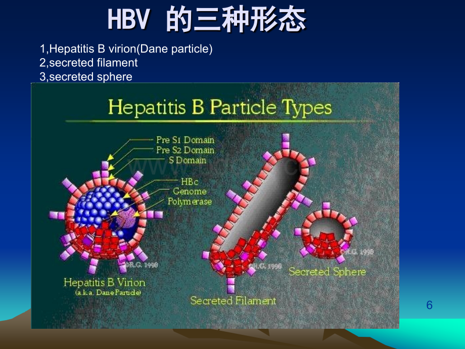 乙肝病毒的检测PPT文件格式下载.ppt_第2页