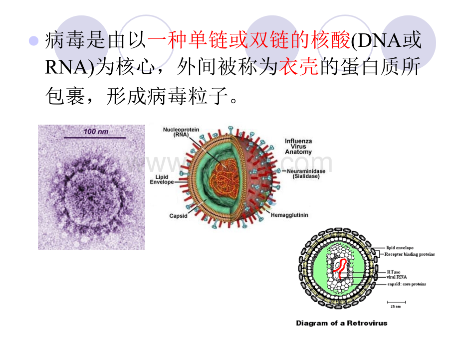 抗病毒药.ppt_第2页