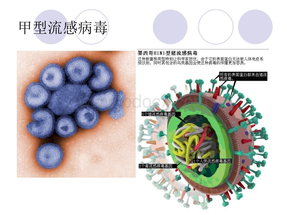 抗病毒药.ppt_第3页