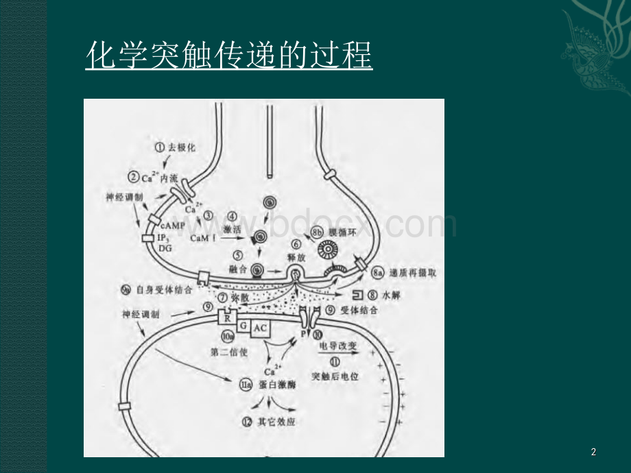 受体与信号转导.ppt_第2页