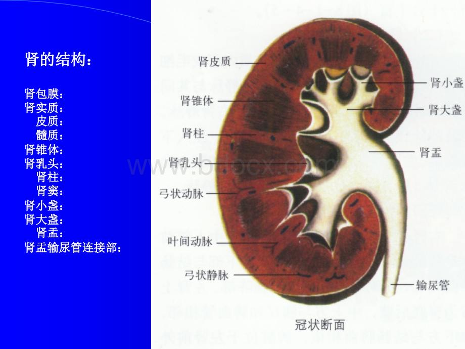 肾脏输尿管超声幻灯PPT资料.ppt_第3页