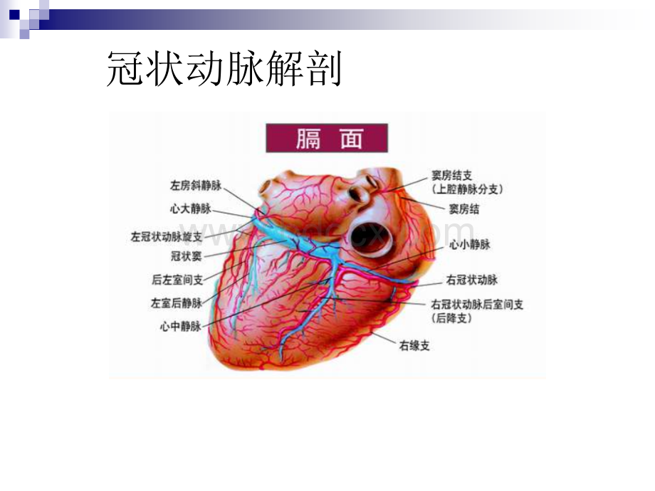 冠状动脉生理及特点.ppt_第3页