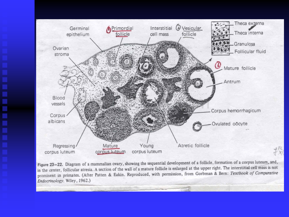 卵巢生理PPT课件下载推荐.ppt_第3页