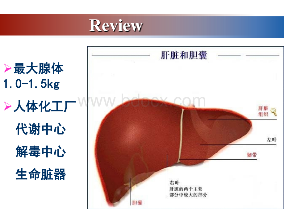 病理病毒性肝炎.ppt_第3页