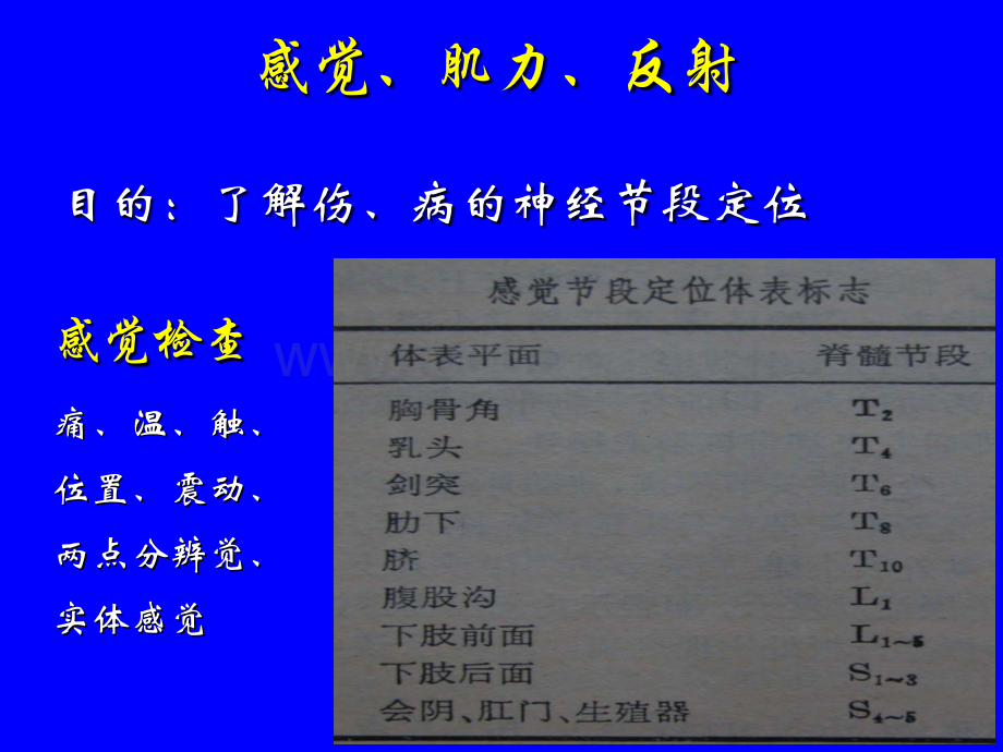 感觉肌力反射.ppt_第1页