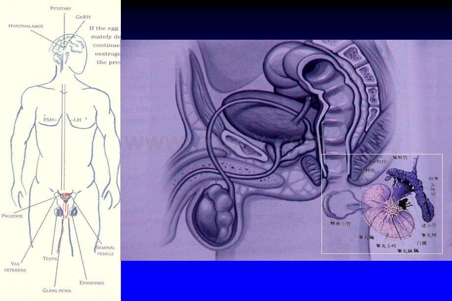 男性不育与辅助生殖技术.ppt_第3页