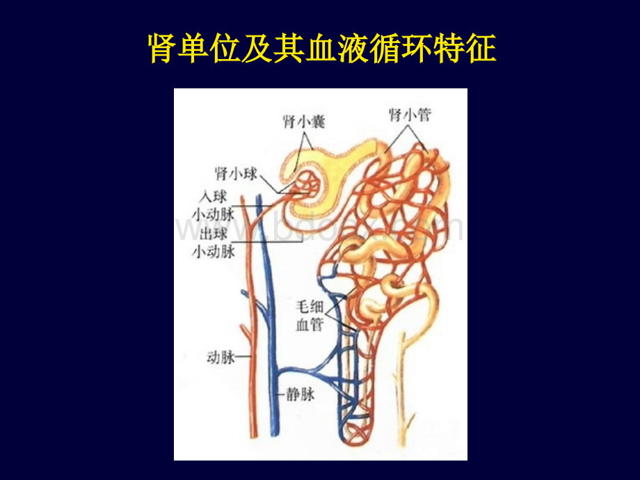 肾功能不全-12-26PPT文件格式下载.ppt_第2页