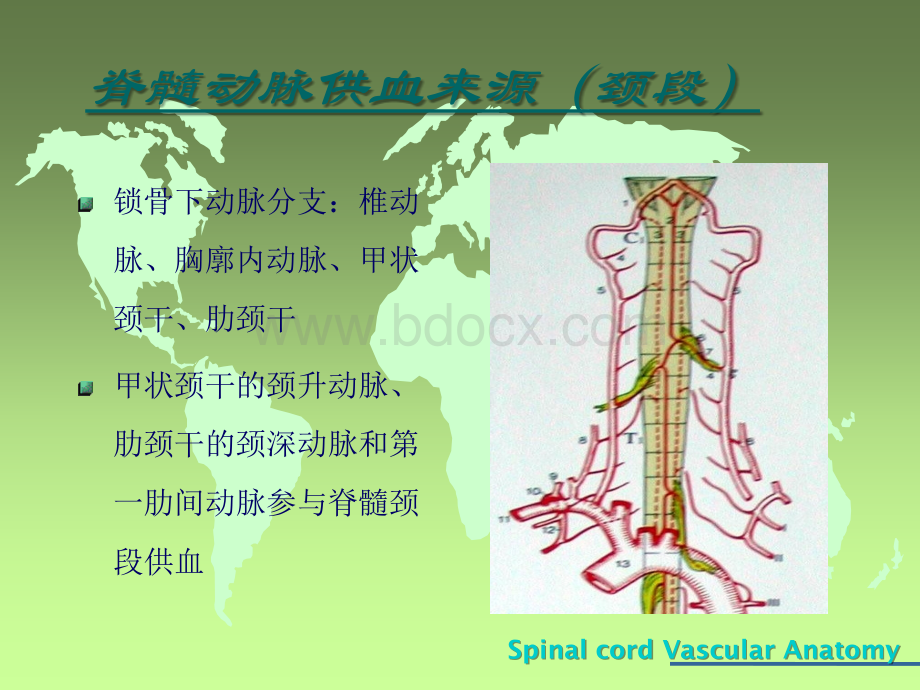 脊髓血管解剖_精品文档PPT文件格式下载.ppt_第3页