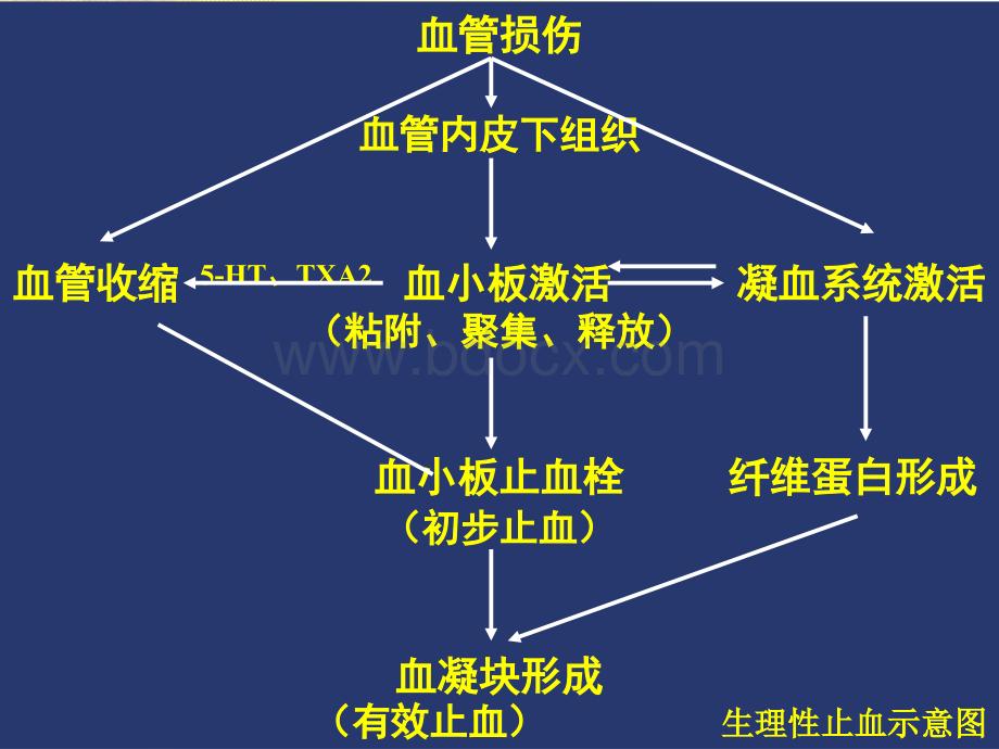 第三节血液凝固.ppt_第3页