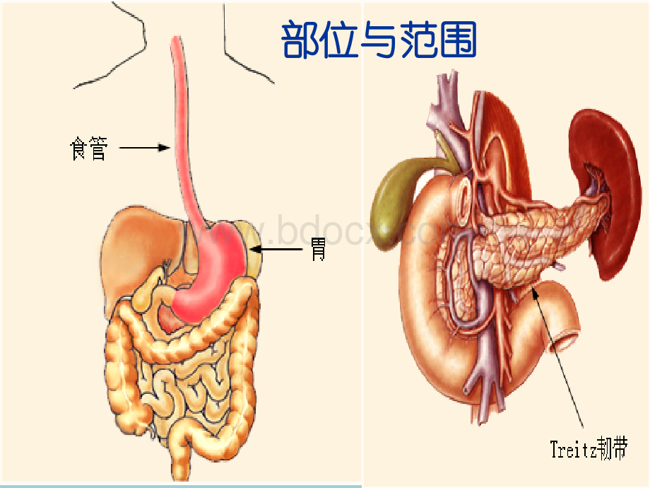 上消化道出血120PPT资料.ppt_第3页