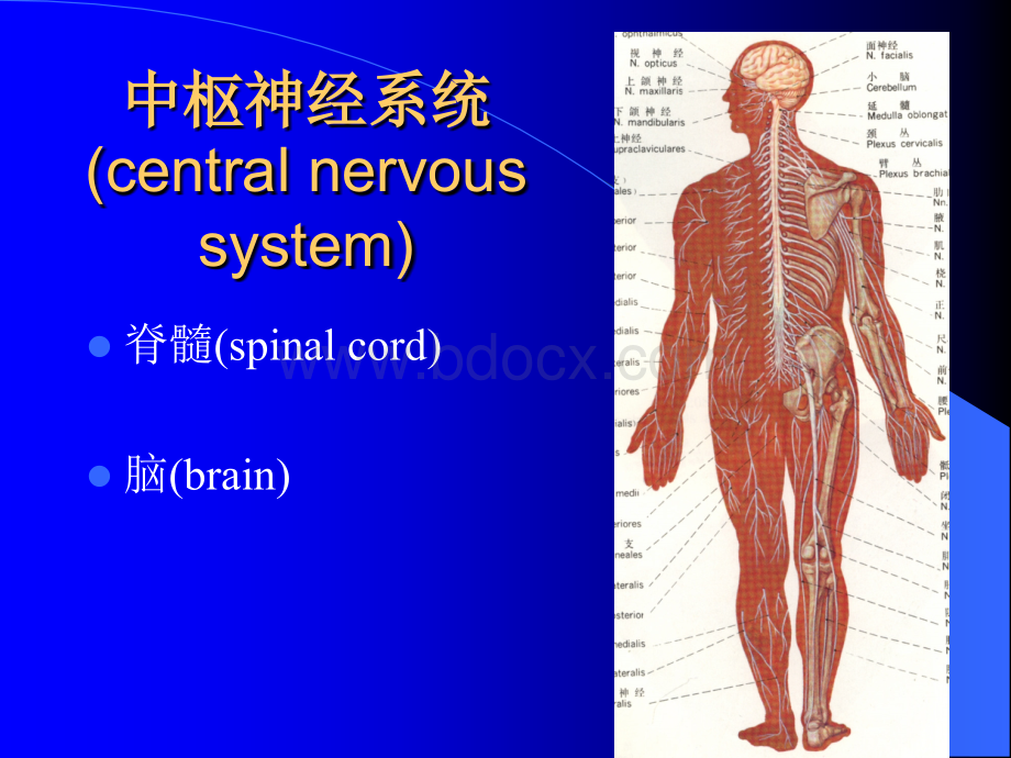 4端脑PPT课件下载推荐.ppt_第1页