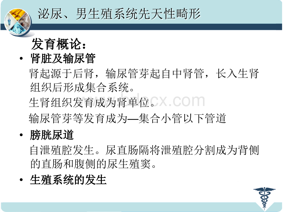 泌尿男性生殖系统先天性畸形PPT文件格式下载.ppt_第3页