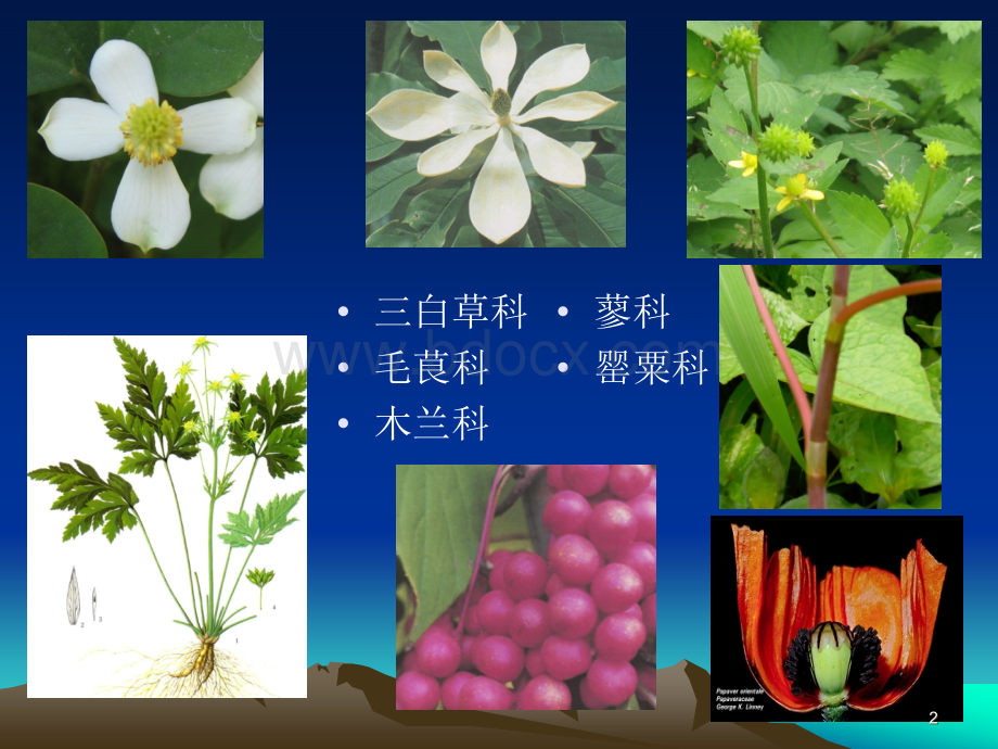 双子叶植物纲二--药植.ppt_第2页