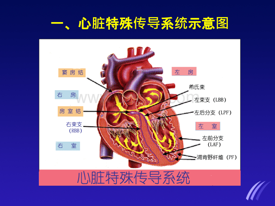 临床常见心电图的判读PPT文件格式下载.ppt_第3页