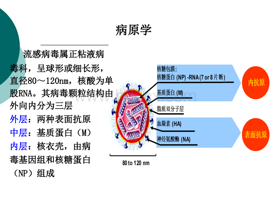 流行性感冒-急诊科孔祥照.ppt_第3页