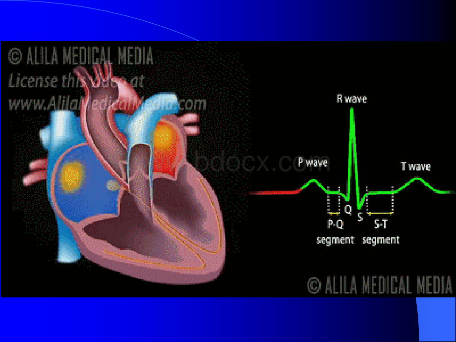 心电图-培训专用PPT课件下载推荐.ppt_第3页