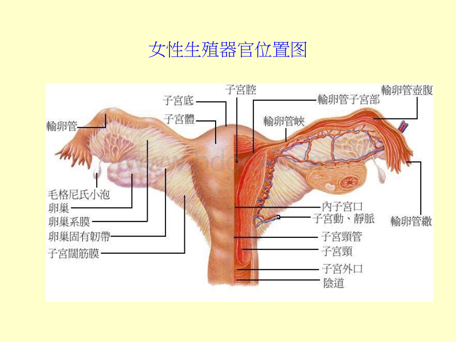 女性生殖器官位置图.ppt_第2页