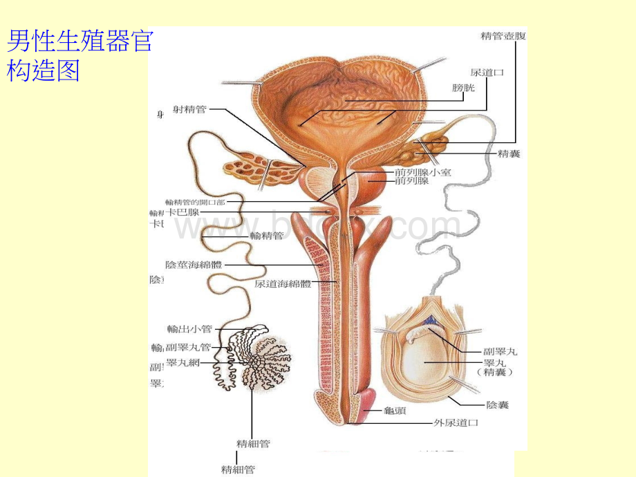 女性生殖器官位置图.ppt_第3页