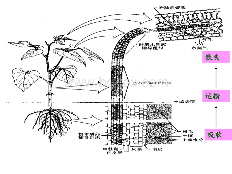 第三章++植物的水分生理PPT文件格式下载.ppt_第3页