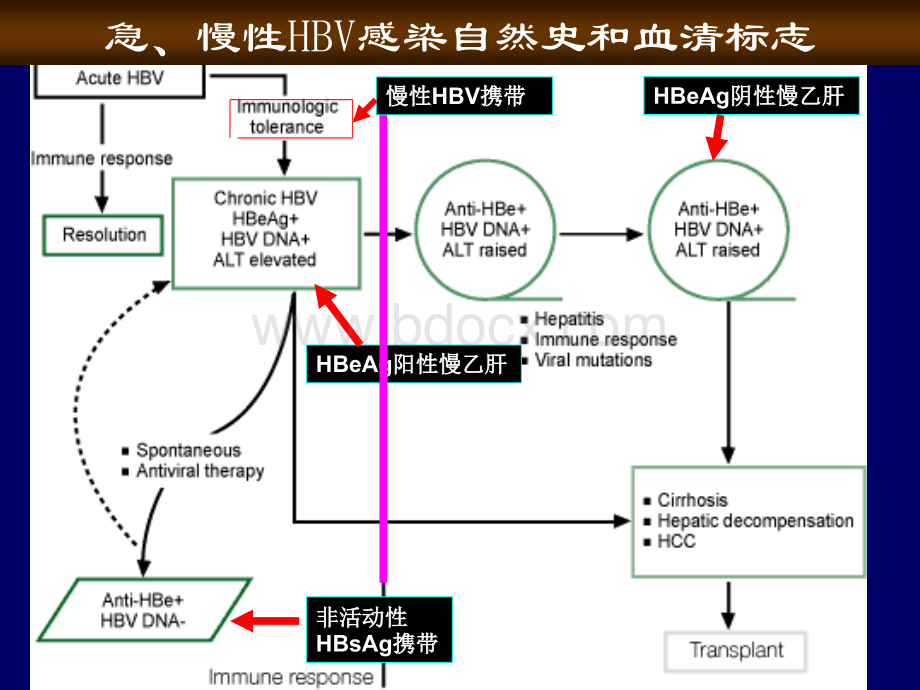 干扰素乙肝临床应用专家建议.ppt_第3页