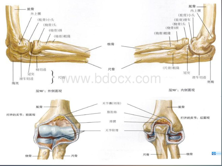 肘关节的X线常用测量及诊断分析.ppt_第3页