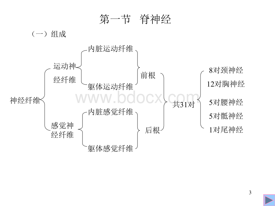 人体解剖学-脊神经PPT文档格式.ppt_第3页