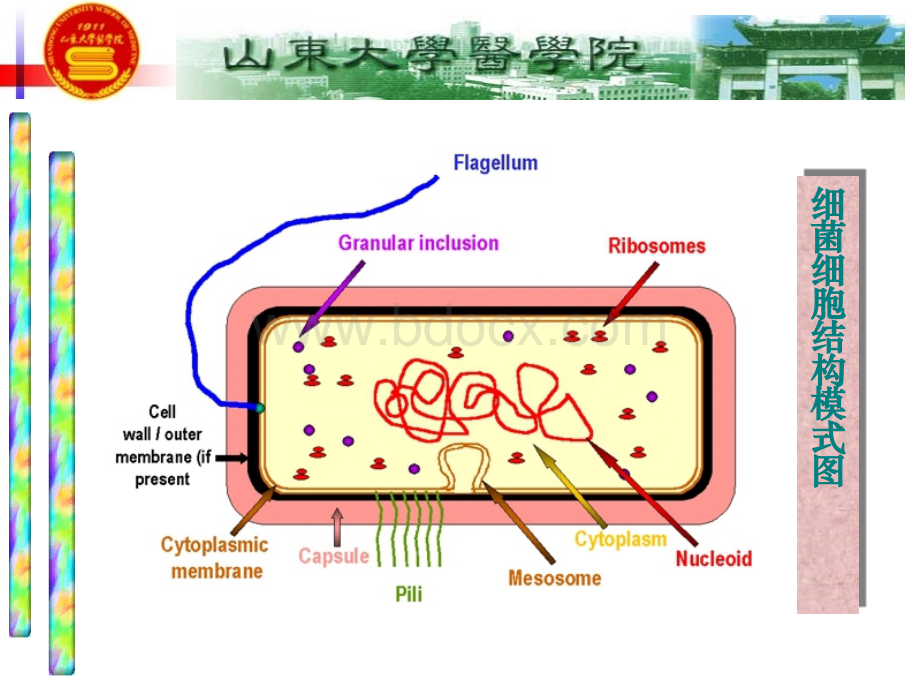 细菌特殊结构和生理.ppt_第1页