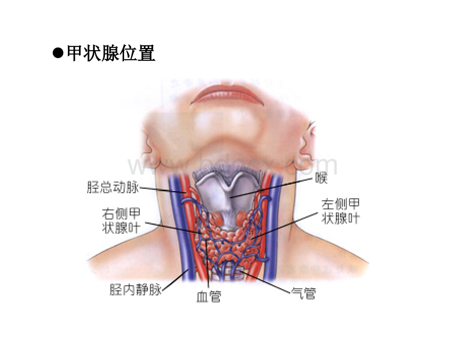 第八讲甲亢tianhua.ppt_第2页