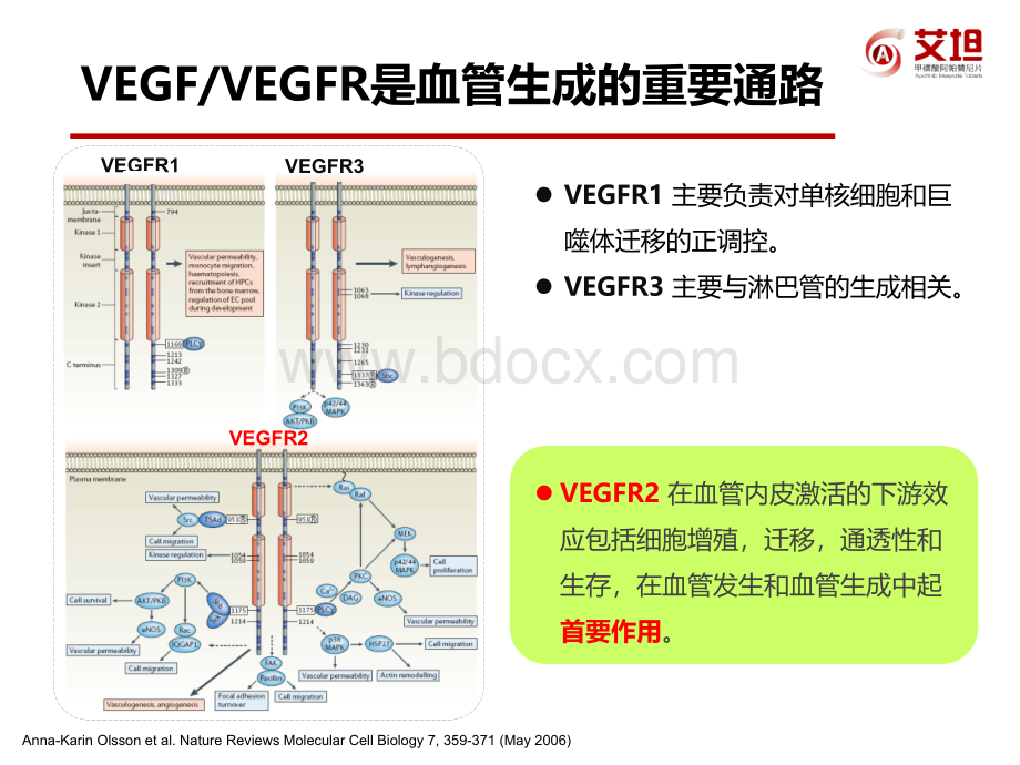 肝癌靶向药物的研发进展.pptx_第3页