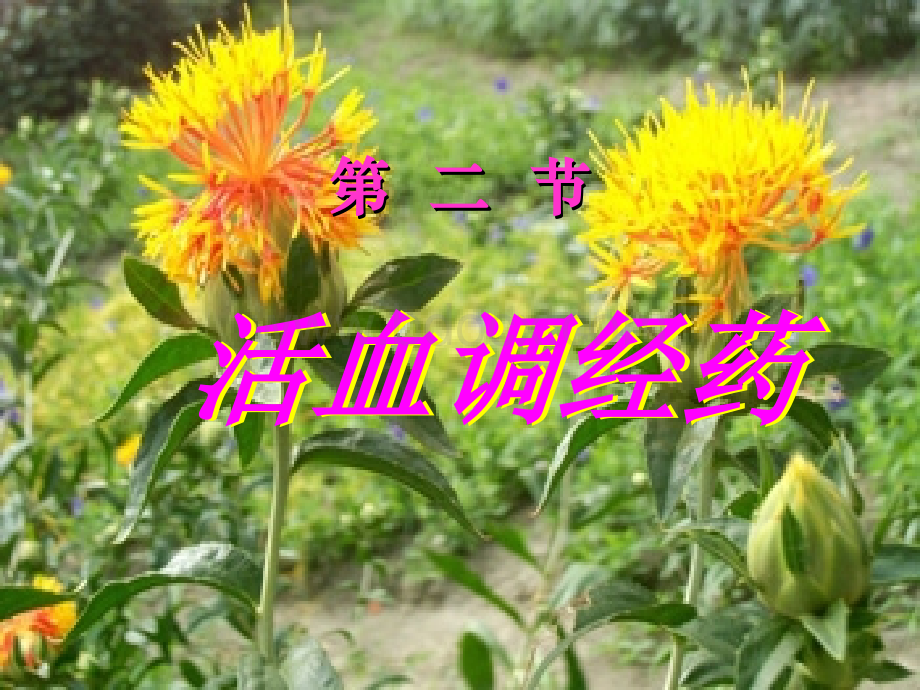 活血调经药.ppt