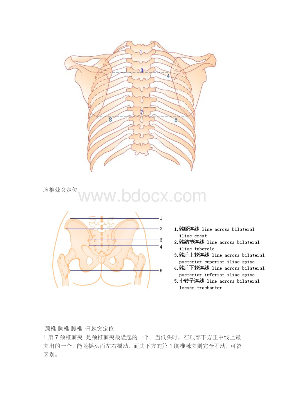 脊柱的棘突与椎体的定位.docx_第2页