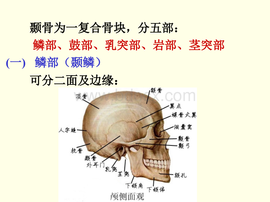 颞骨的解剖.ppt_第3页