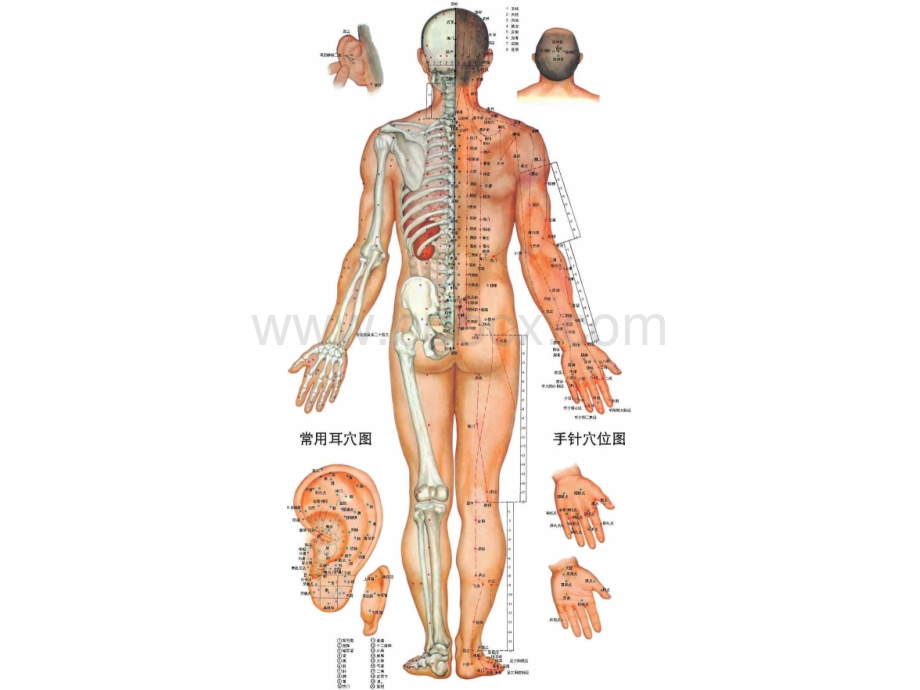 人体全身穴位图解全解.ppt_第2页