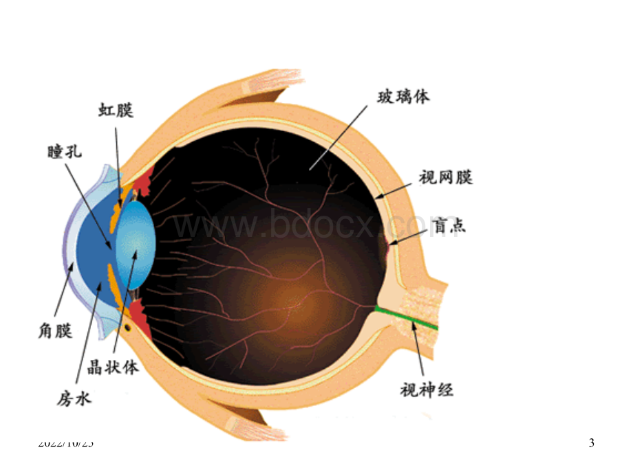 白内障围手术期护理课件PPT文件格式下载.ppt_第3页