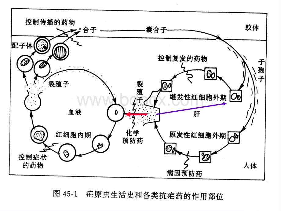 第48章-抗寄生虫药1黄仁彬PPT文件格式下载.ppt_第3页