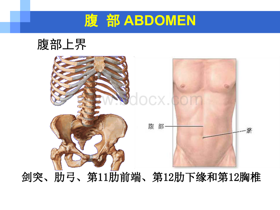 腹前外侧壁外科解剖及_精品文档PPT文档格式.ppt_第3页