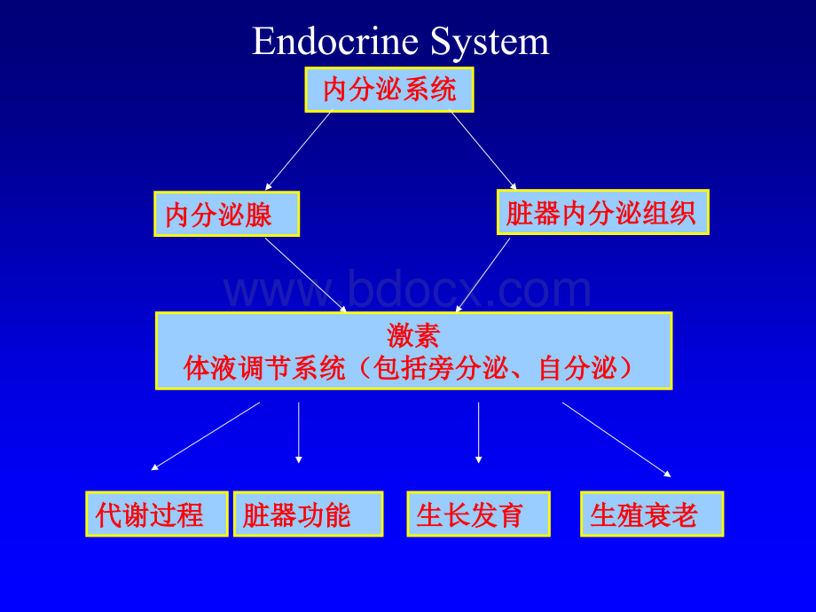 内分泌总论口腔PPT文件格式下载.ppt_第2页