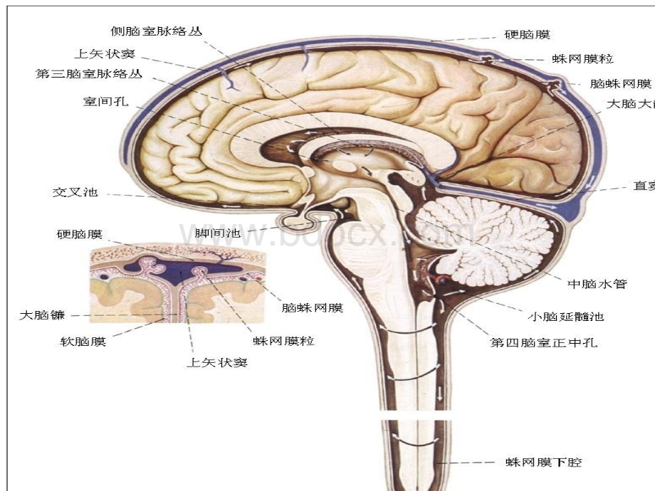 脑脊液耳漏的护理_精品文档.ppt_第3页