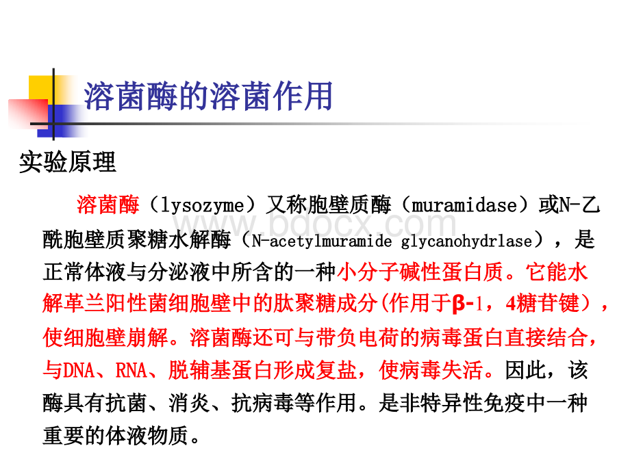 溶菌酶的溶菌作用PPT课件下载推荐.ppt_第2页