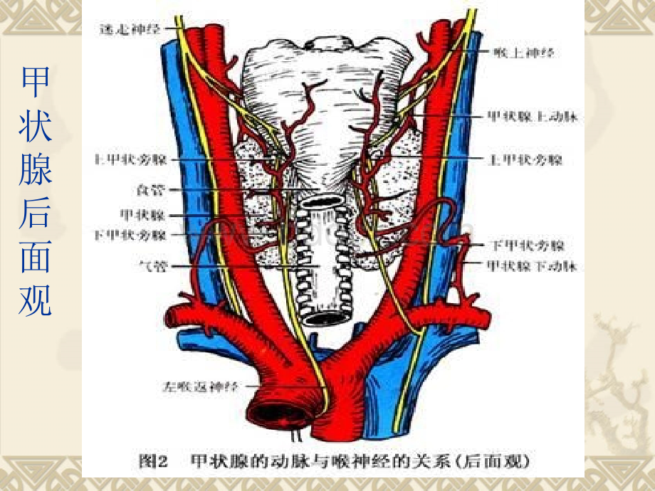 甲状腺常见疾病CT诊断.ppt_第3页