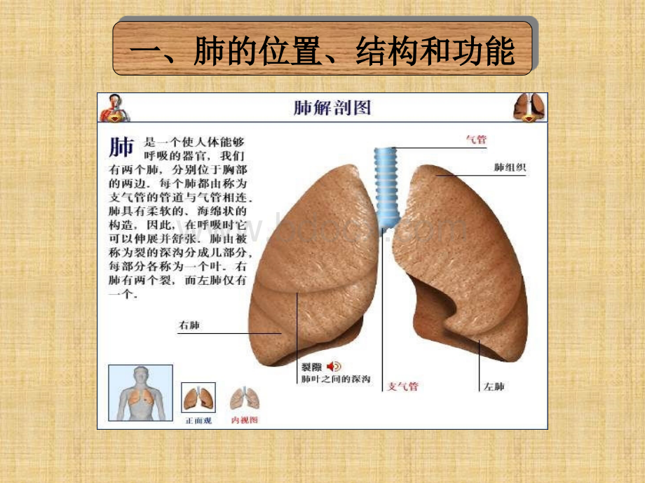 第二节发生在肺内的气体交换ppt.ppt_第3页