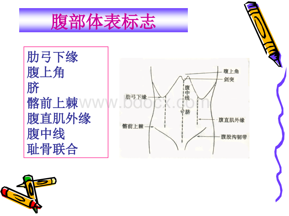 健康评估7身体状况评估-3-腹部-58P.ppt_第3页