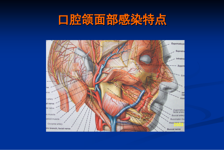 颌面部感染.ppt_第2页