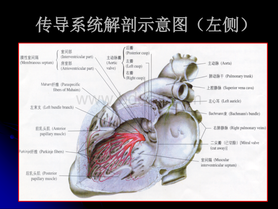 缓慢型心律失常的诊疗-于泓.ppt_第3页