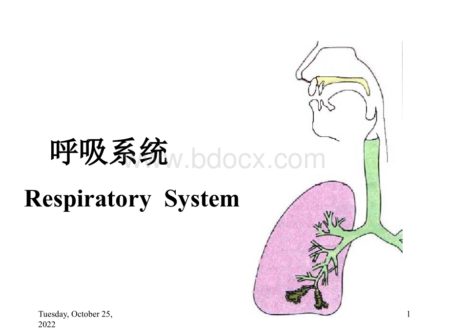 16呼吸系统.ppt